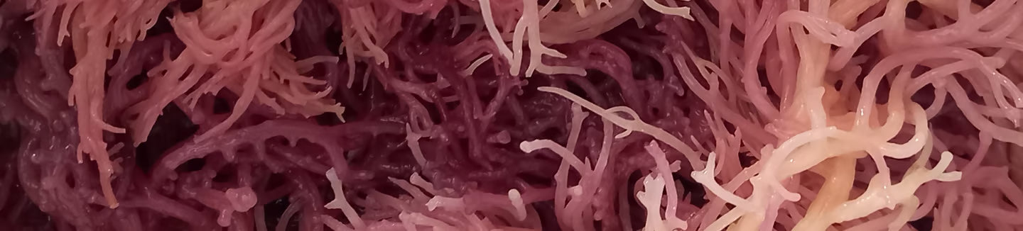 A Dive into the Health Benefits of Sea Moss