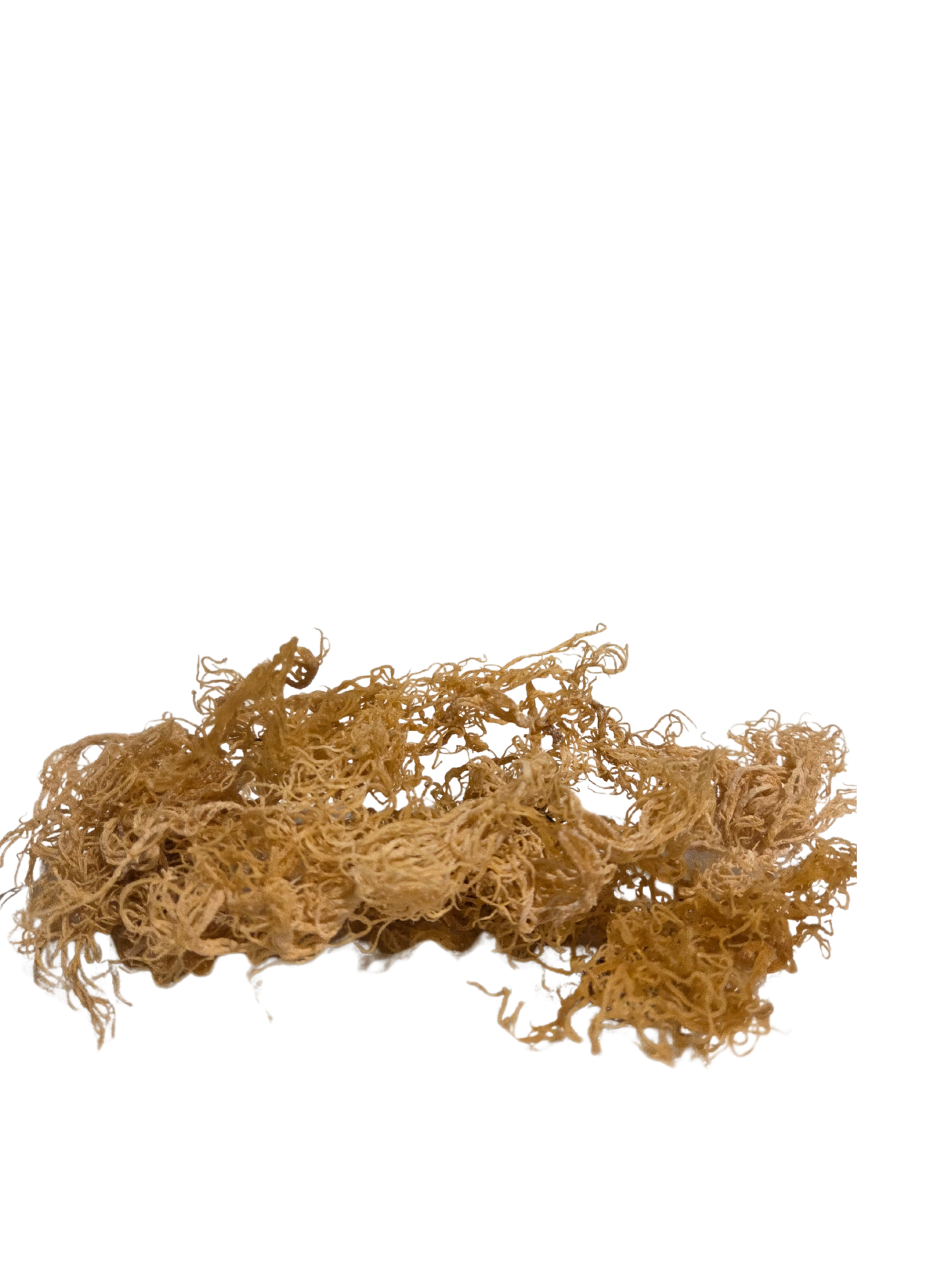Golden Sea Moss